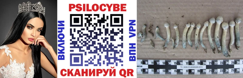 Купить где  Куровское  Псилоцибиновые грибы Psilocybe 
